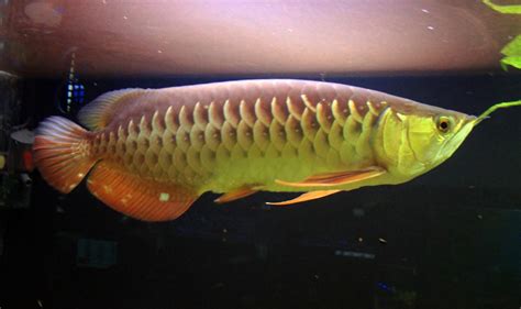 asian arowana for sale usa.